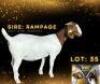 LOT 35 1 X BOER GOAT DOE HV8