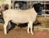 LOT 31 1 X BLACK HEAD DORPER RAM MAHATA STUDS