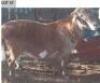 LOT 37 1 X MEAT MASTER RAM CHIGS FARM