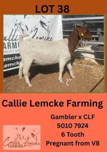 LOT 38 1 X BOER GOAT DOE CALLIE LEMCKE FARMING