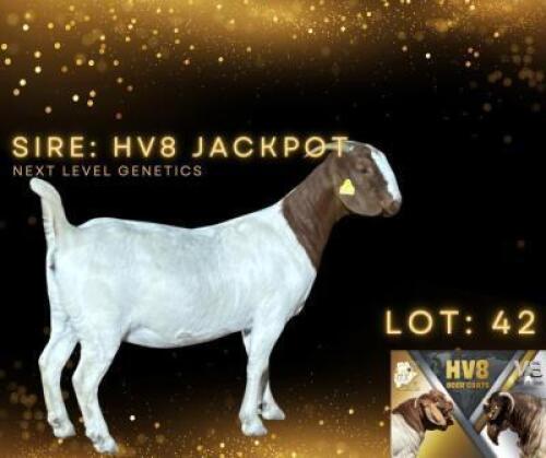 LOT 42 1 X BOER GOAT DOE HV8