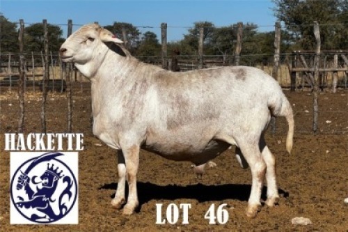 LOT 46 1 X MEAT MASTER RAM HACKETTE