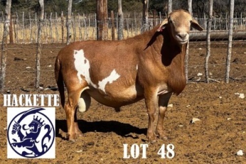 LOT 48 1 X MEAT MASTER RAM HACKETTE