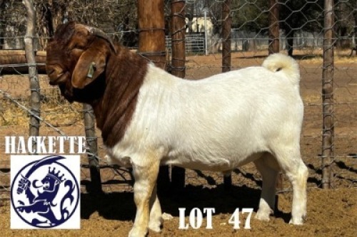 LOT 47 1 X BOER GOAT BUCK HACKETTE