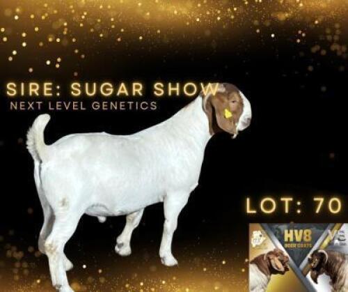 LOT 70 1 X BOER GOAT BUCK HV8
