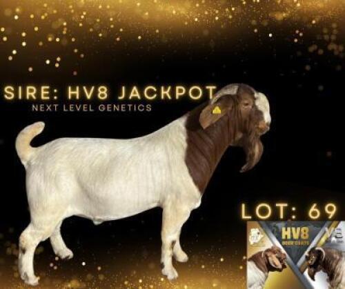 LOT 69 1 X BOER GOAT BUCK HV8
