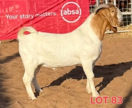 LOT 83 1 X BOER GOAT BUCK MAHATA STUDS