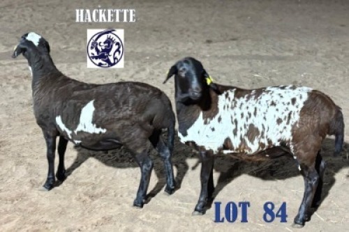 LOT 84 2 X MEAT MASTER EWE HACKETTE (Per animal to take the lot)