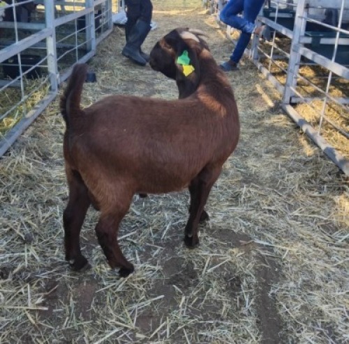 LOT 105 1 X KALAHARI RED BUCK WILLIAM MOROWA