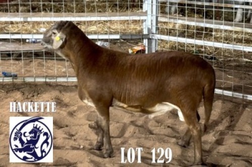 LOT 129 1 X MEAT MASTER RAM HACKETTE