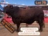 1 X DROUGHTMASTER BULL VLEKKIE VAN DER MERWE