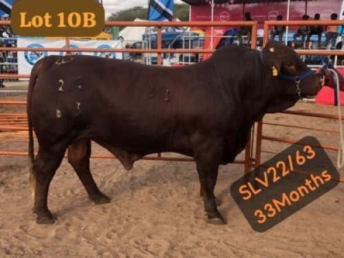 1 X DROUGHTMASTER BULL VLEKKIE VAN DER MERWE