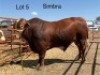 1 X SIMBRA BULL CASSIE VAN RENSBURG