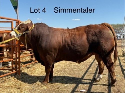 1 X SIMMENTAL BULL CASSIE VAN RENSBURG