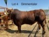 1 X SIMMENTAL BULL CASSIE VAN RENSBURG