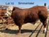 1 X SIMMENTAL BULL CASSIE VAN RENSBURG