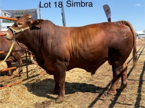 1 X SIMBRA BULL CASSIE VAN RENSBURG