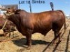 1 X SIMBRA BULL CASSIE VAN RENSBURG