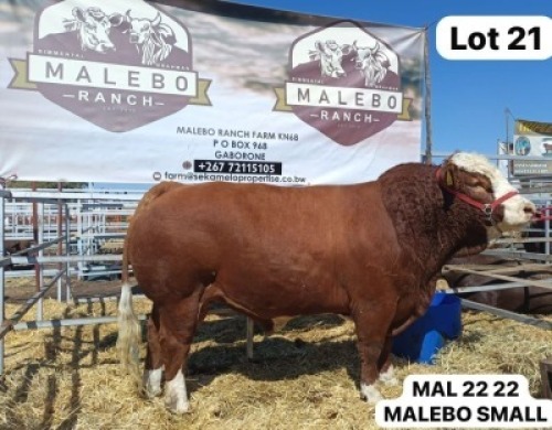 1 X SIMMENTAL BULL MALEBO RANCH