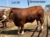 1 X SIMMENTAL BULL CASSIE VAN RENSBURG