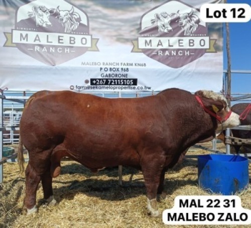 1 X SIMMENTAL BULL MALEBO RANCH