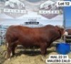 1 X SIMMENTAL BULL MALEBO RANCH