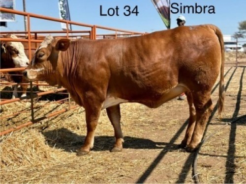 1 X SIMBRA HEIFER CASSIE VAN RENSBURG