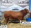 1 X SIMMENTAL BULL MALEBO RANCH