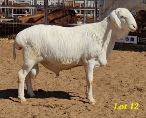 LOT 12 1 X VAN ROOY RAM JACO BEUKES
