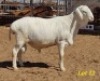 LOT 12 1 X VAN ROOY RAM JACO BEUKES