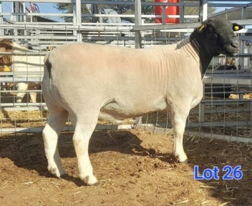 LOT 26 1 X BLACK HEAD DORPER RAM GILBERT PEACOCK