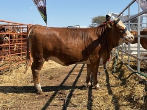 1 X SIMMENTAL HEIFER CASSIE VAN RENSBURG
