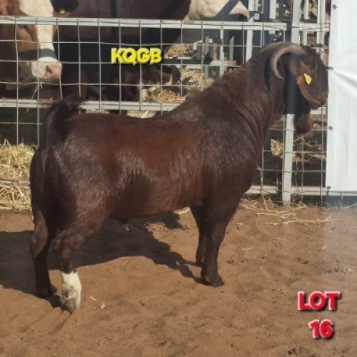 LOT 16 1 X KALAHARI RED BUCK KATJIOVA QAULITY GOATS BREEDERS