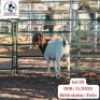 LOT 28 1 X BOER GOAT DOE INNOCENT BIMBO (Per animal to take the lot)