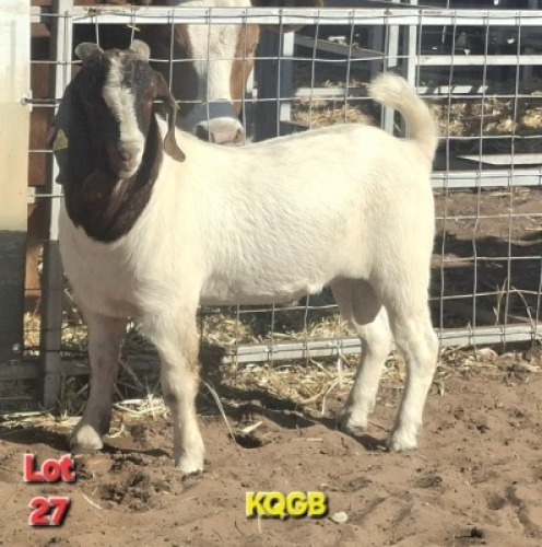 LOT 27 1 X BOER GOAT BUCK KATJIOVA QAULITY GOATS BREEDERS
