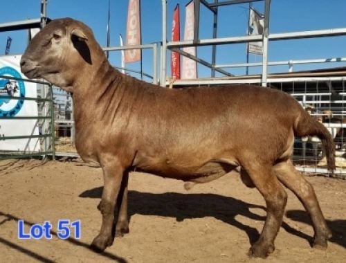 LOT 51 1 X MEAT MASTER RAM GILBERT PEACOCK