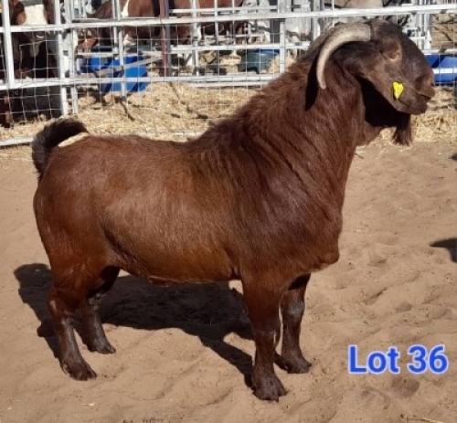 LOT 36 1 X KALAHARI RED BUCK GILBERT PEACOCK