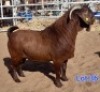 LOT 36 1 X KALAHARI RED BUCK GILBERT PEACOCK