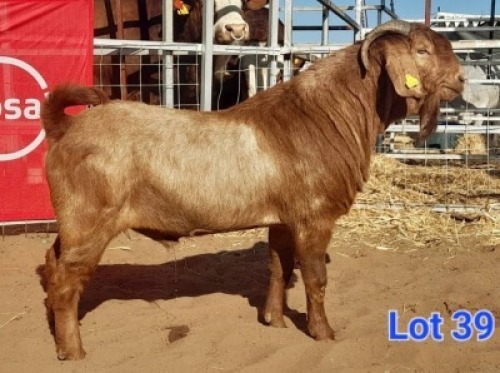LOT 39 1 X KALAHARI RED BUCK GILBERT PEACOCK