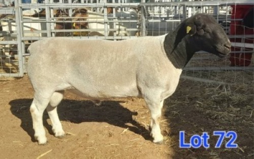 LOT 72 1 X BLACK HEAD DORPER RAM GILBERT PEACOCK