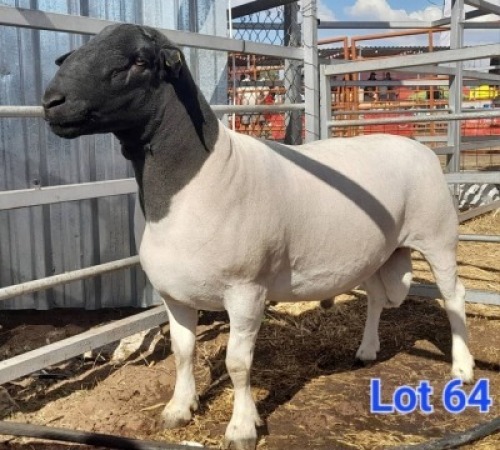 LOT 64 1 X BLACK HEAD DORPER RAM GILBERT PEACOCK