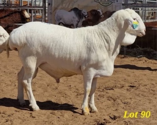 LOT 90 1 X VAN ROOY RAM JACO BEUKES