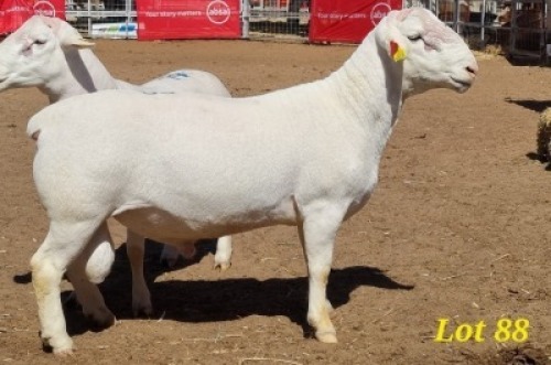 LOT 88 1 X WHITE HEAD DORPER RAM JACO BEUKES
