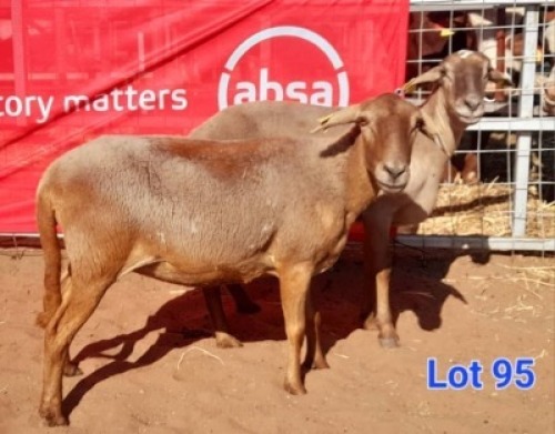 LOT 95 2 X MEAT MASTER EWE GILBERT PEACOCK (Per animal to take the lot)