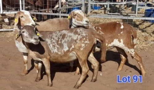 LOT 91 3 X MEAT MASTER EWE GILBERT PEACOCK (Per animal to take the lot)