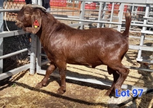 LOT 97 1 X KALAHARI RED BUCK GILBERT PEACOCK