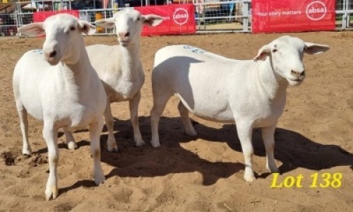 LOT 138 3 X WHITE HEAD DORPER EWE JACO BEUKES (Per animal to take the lot)
