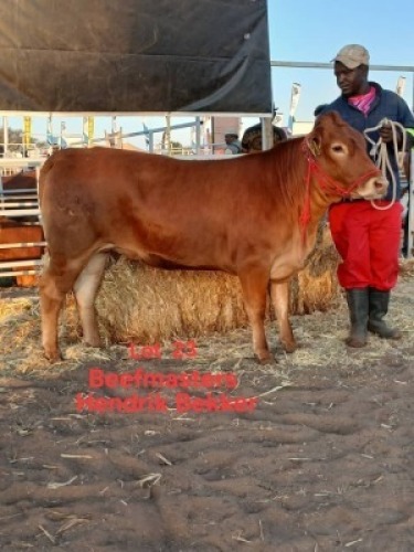 1 X BEEFMASTER HEIFER HENDRICK BEKKER