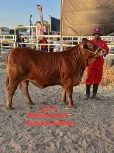 1 X BEEFMASTER HEIFER HENDICK BEKKER