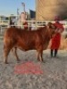 1 X BEEFMASTER HEIFER HENDICK BEKKER